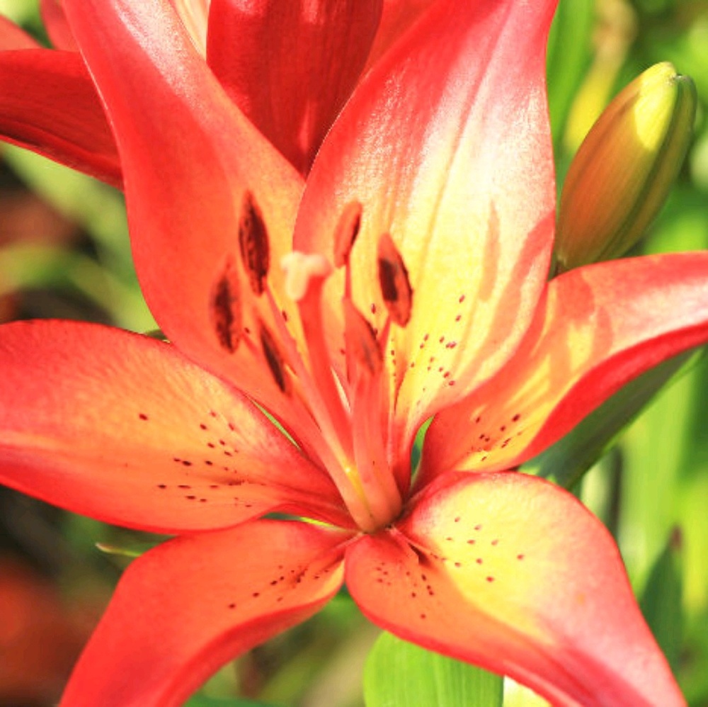 Meet your Posher, Sandie